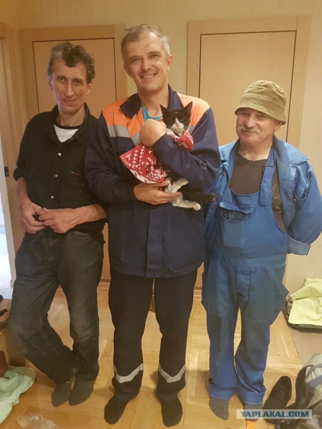 Спасение котёнка