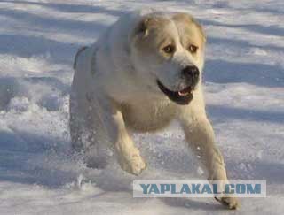 Бабушка Баряяяя!