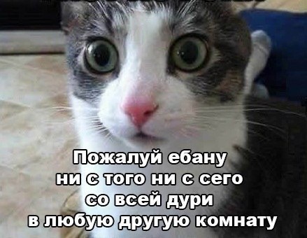 Картинки о животных, прямо и косвенно