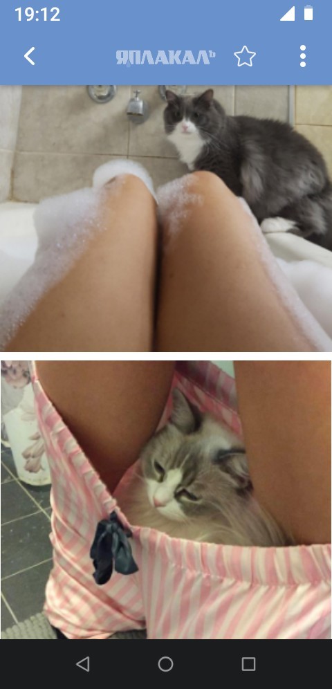 Котам начхать на вашу приватность