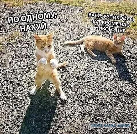 Весёлый полтишок 01.02