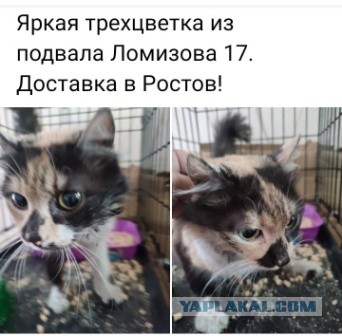 Мариупольские котики экстренно ищут дом