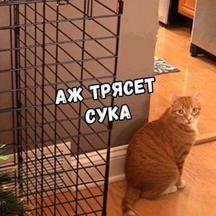 Какие подлые эти двуногие