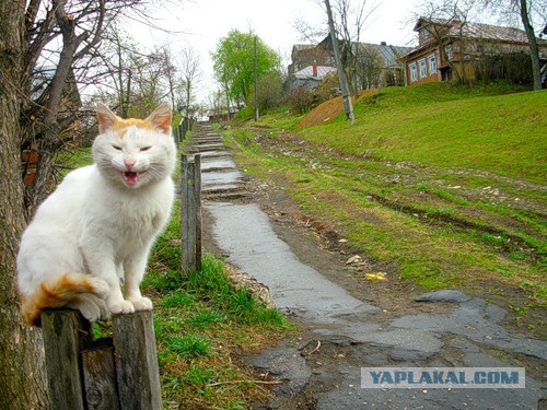 Котовторник  19.03.2013