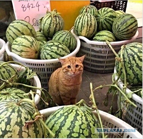 Подборка интересных и прикольных фото из Сети 01.04.23