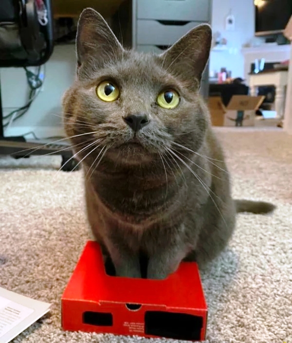 Ловушки для котов