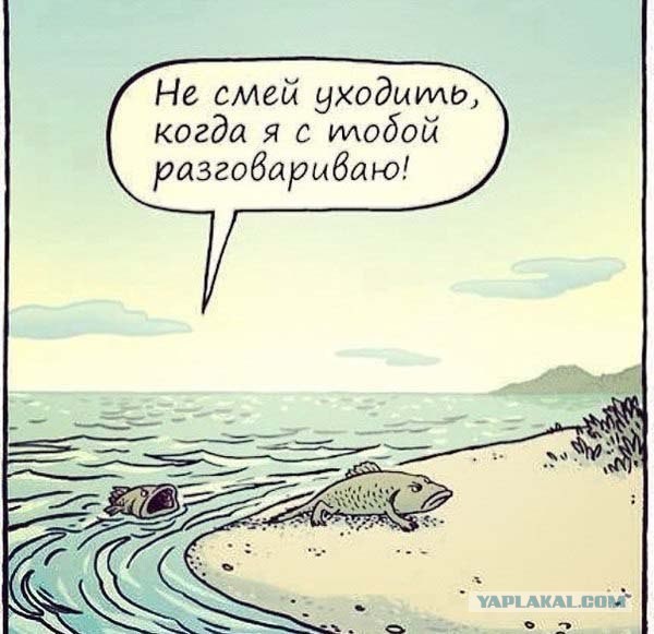 Рыба-пила атакует собак на берегу.
