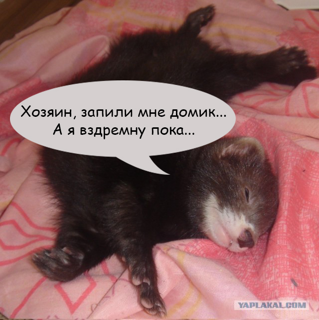 Домик для хорька своими руками.