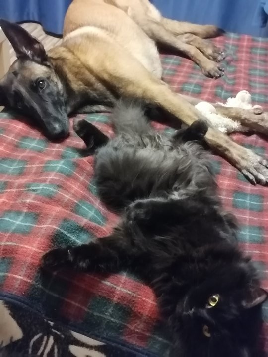 Котовторника псто