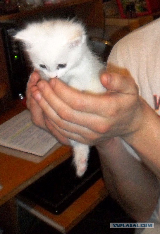 Котовторник 18.03.2014