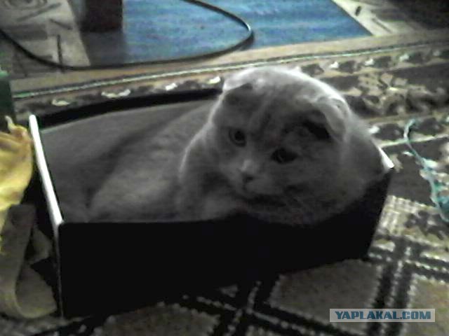 Котовторник 18.03.2014
