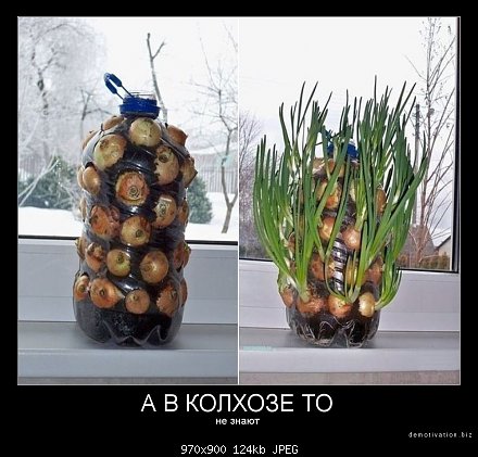 Любителям зелени