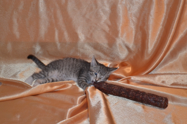 Котовторник 01.04.2014