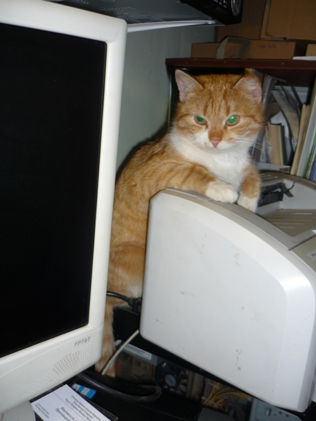 Котовторник