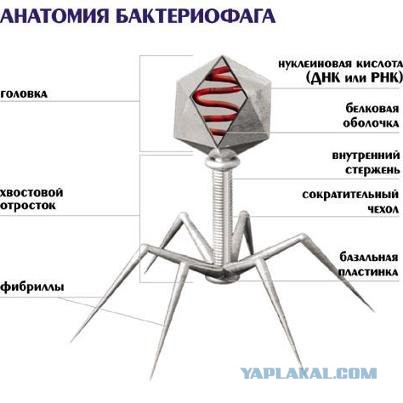Ооно внутри нас. Бактериофаги.