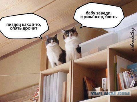 Прикольные фото и картинки