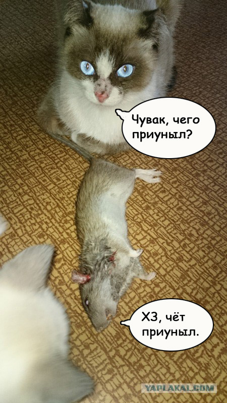 Анфиса оказалась крысыловкой!