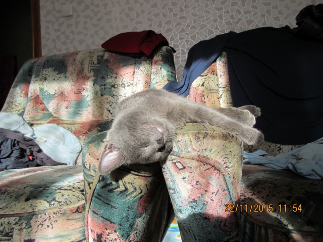 Котовторник 15.12.2015