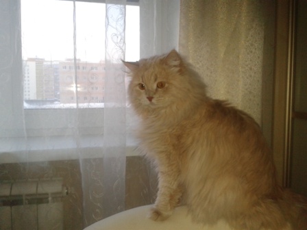 Котовторник 19.01.2016