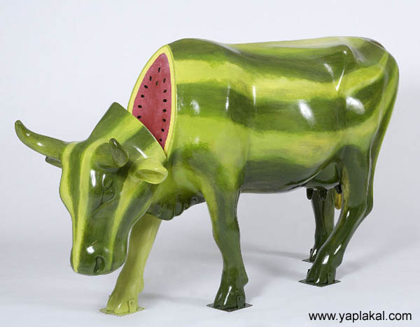 БЫКИ, БУРЁНКИ, Коровы кароча