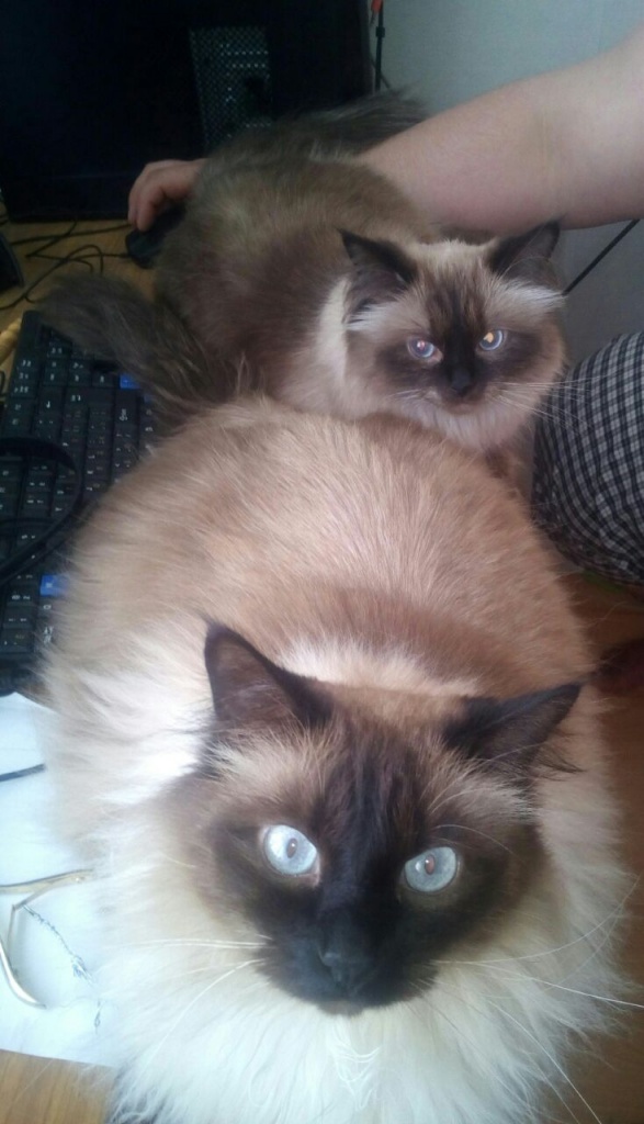 Коты и Кошки