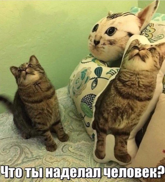 Коты и Кошки