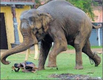 Слон растоптал туриста из-за фото