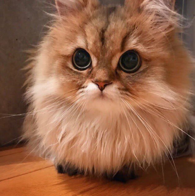 Коты и Кошки