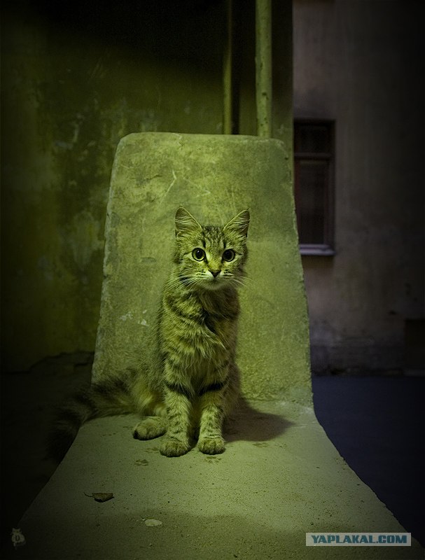Котовторник (16.09.08)