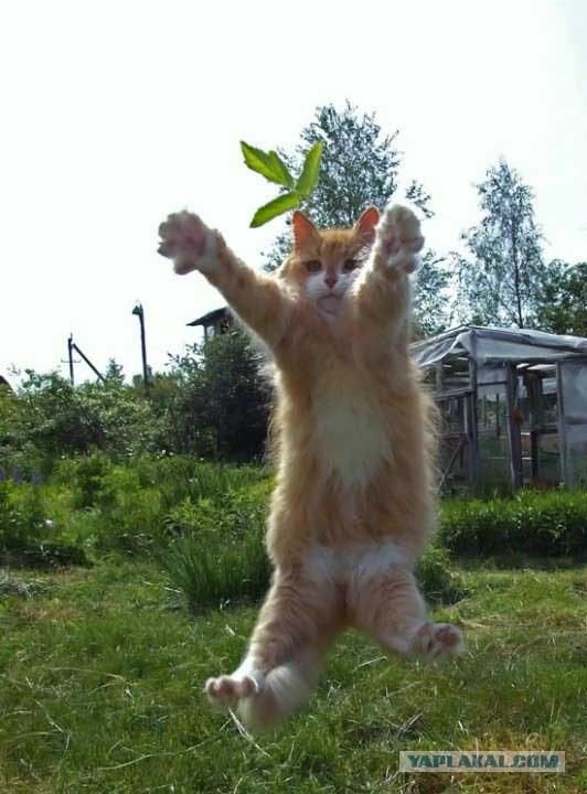 Котовторник на ЯПлакалъ