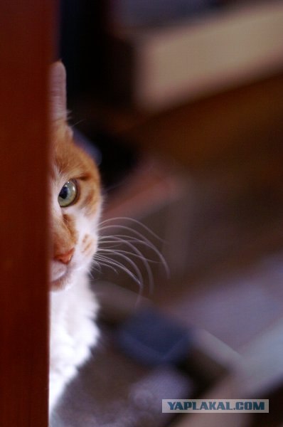 Котовторник на ЯПлакалъ: Кото и кто-то!