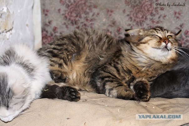 Котятовторник, 25.05.2010