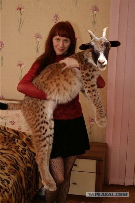 Наш Мурчик !