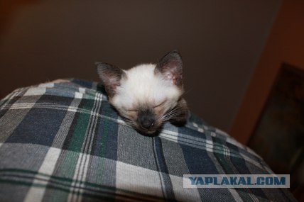 Начинаем котовторник!