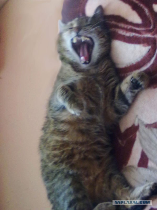 Котовторник объявляется открытым!