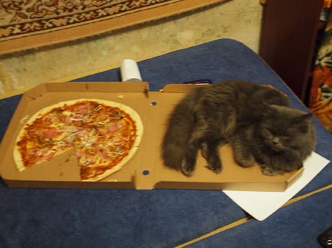 Котовторник с Кузей