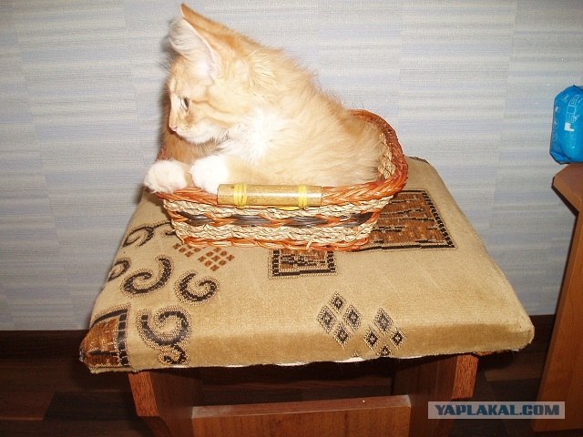 С котовторником !