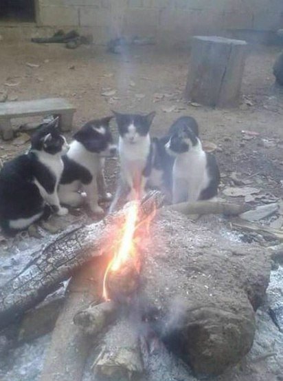 Немного милоты