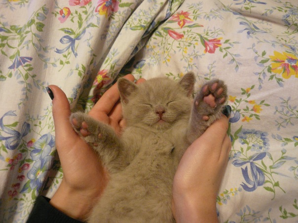 Котовторник 20.12.2011