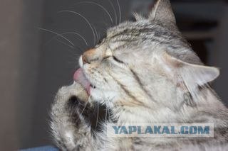 Котовторник 17 января