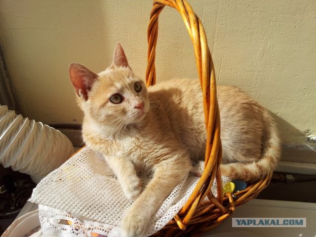 Котовторник (07.02.2012)