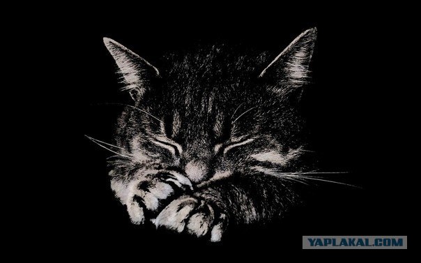 Котовторник 27.03.2012