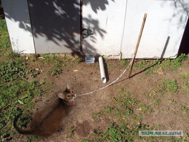 Выгул