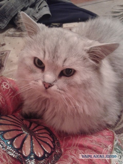 Котовторник (15.05.2012)