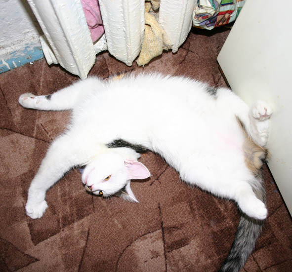 Котовторник  28.08.12