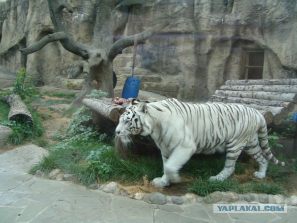 Московский зоопарк