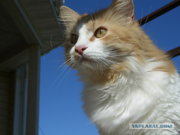 Котовторник 29.01.2013