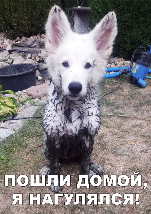 Нестандартный юмор