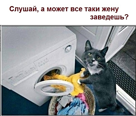 Картинки с котами и про котов
