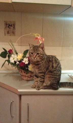 Забавные фото котеек